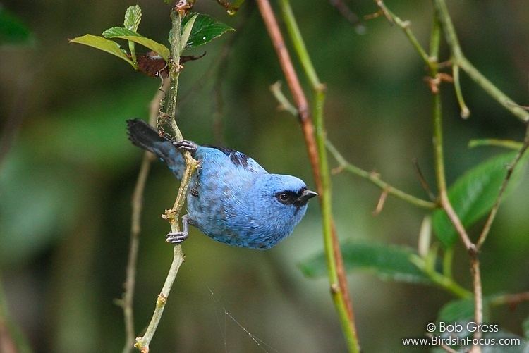 Blue-and-black tanager Birds in Focus Blueandblack Tanager