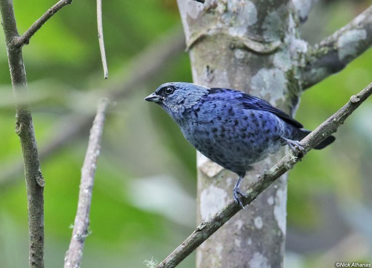 Blue-and-black tanager antpittacom Photo Gallery Tanagers Part III
