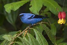 Blue-and-black tanager httpsuploadwikimediaorgwikipediacommonsthu