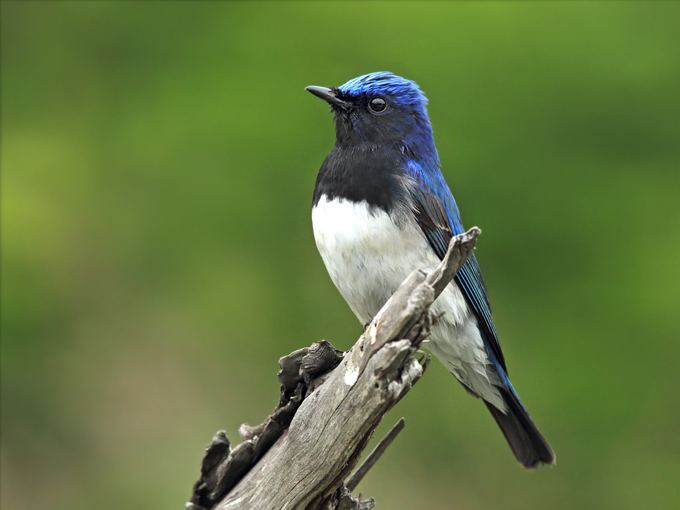 Blue-and-white flycatcher Birds Korea Bird News April 2014