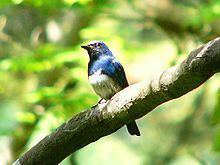 Blue-and-white flycatcher httpsuploadwikimediaorgwikipediacommonsthu