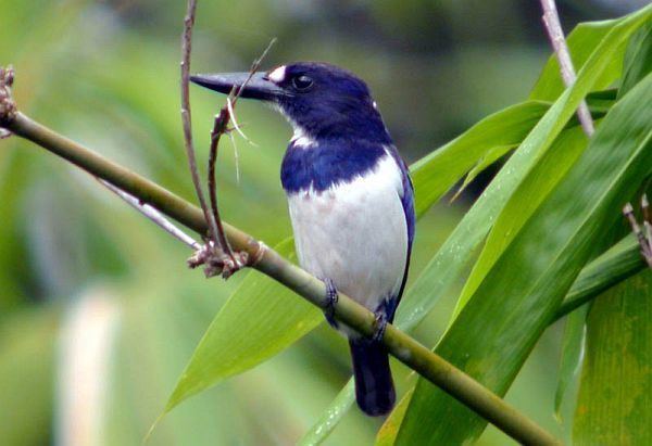 Blue-and-white kingfisher Oriental Bird Club Image Database Photographers
