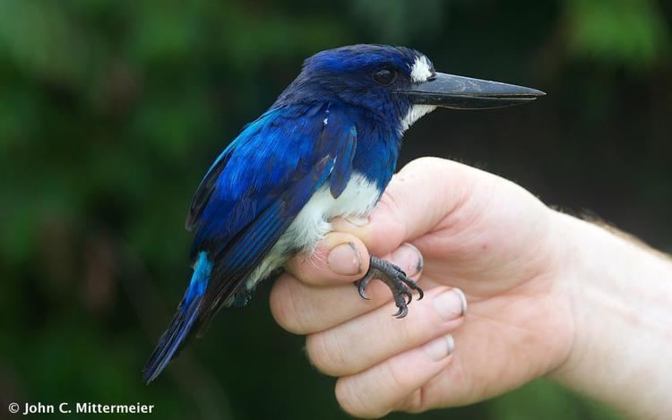 Blue-and-white kingfisher Blueandwhite Kingfisher Todiramphus diops videos photos and
