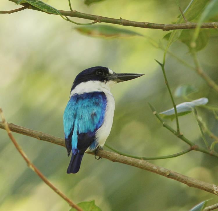 Blue-and-white kingfisher Blueandwhite Kingfisher Todiramphus diops A male perched inside