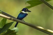 Blue-and-white kingfisher httpsuploadwikimediaorgwikipediacommonsthu