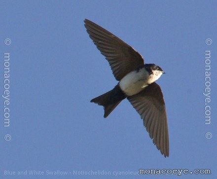 Blue-and-white swallow monacoeyecombirdsindexfilesnotiochelidoncyan