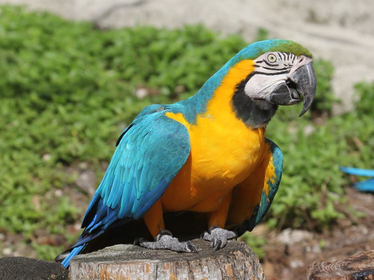 Blue-and-yellow macaw FileBlueandyellow Macaw RWD2jpg Wikimedia Commons