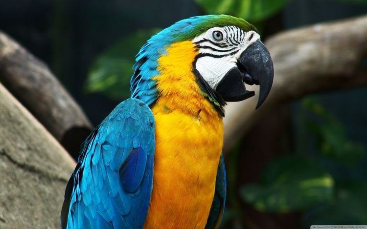 Blue-and-yellow macaw BlueAndYellow Macaw HD desktop wallpaper High Definition