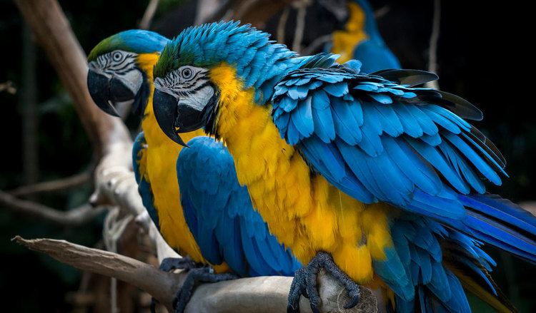 Blue-and-yellow macaw Blue amp Yellow Macaw Parrott Facts Information amp Habitat