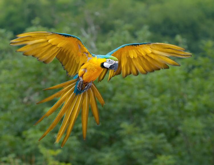 Blue-and-yellow macaw Blueandyellow macaw Wikipedia