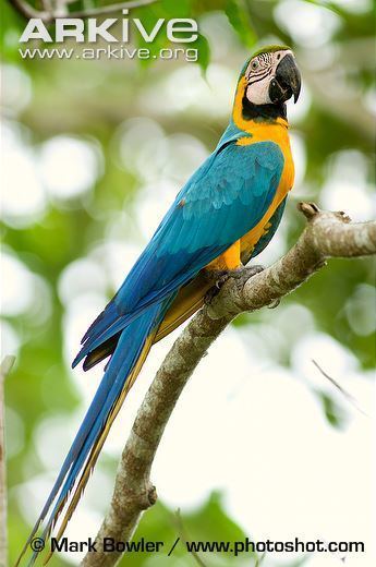 Blue-and-yellow macaw Blueandyellow macaw videos photos and facts Ara ararauna ARKive