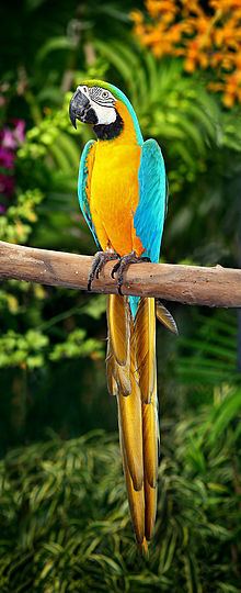 Blue-and-yellow macaw httpsuploadwikimediaorgwikipediacommonsthu