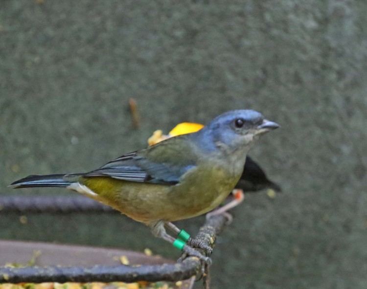 Blue-and-yellow tanager Pictures and information on Blueandyellow Tanager