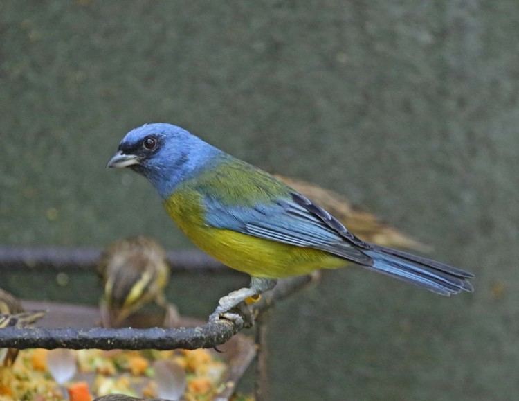 Blue-and-yellow tanager wwwnejohnstonorgbirds201304ImagesIMG2016jpg