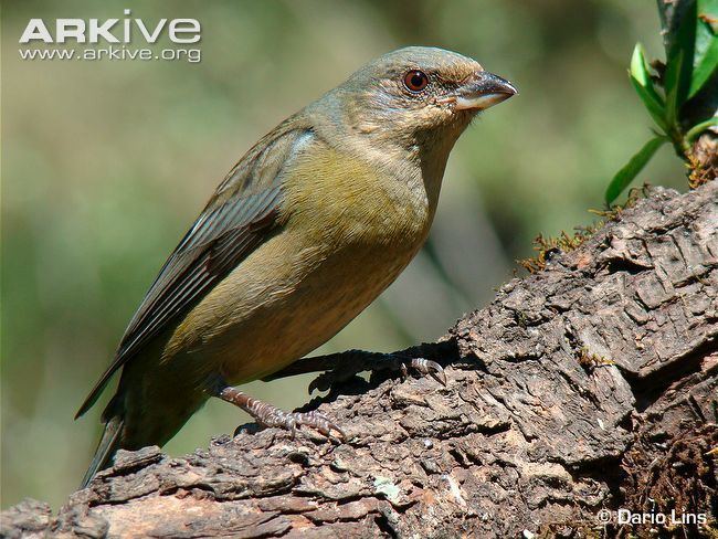 Blue-and-yellow tanager Blueandyellow tanager photo Thraupis bonariensis G39215 ARKive