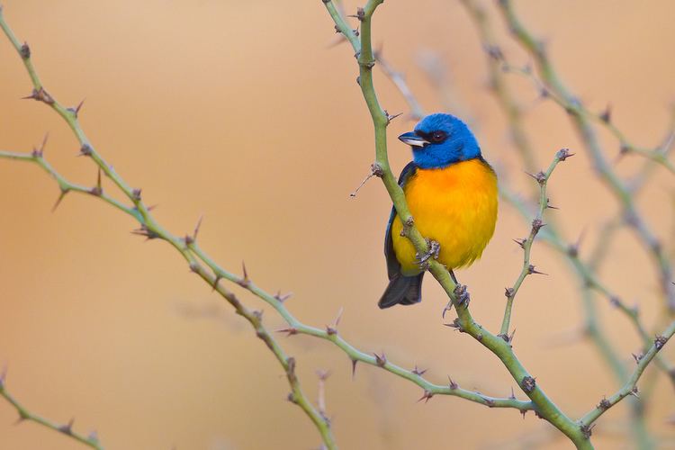 Blue-and-yellow tanager Blueandyellow Tanager Thraupis bonariensis This bird a Flickr