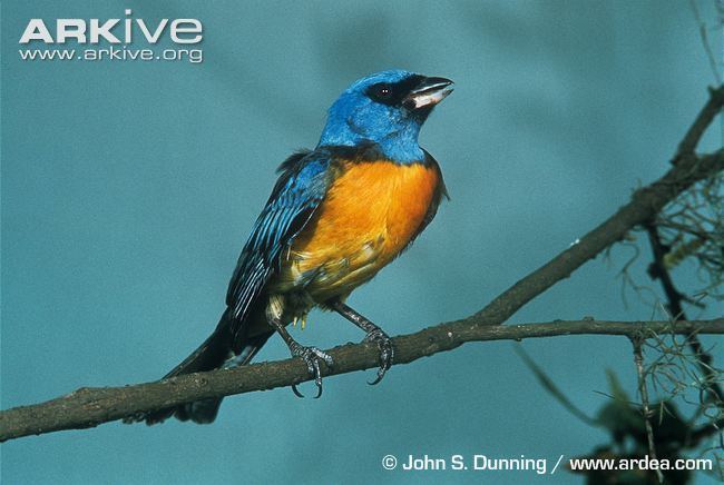 Blue-and-yellow tanager Blueandyellow tanager videos photos and facts Thraupis