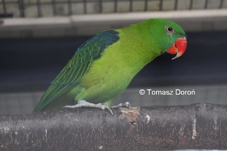 Blue-backed parrot Bluebacked Parrot Tanygnathus sumatranus videos photos and sound