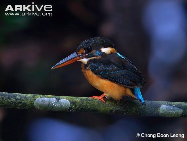 Blue-banded kingfisher cdn1arkiveorgmedia5B5B26D3481AF349B4A7511