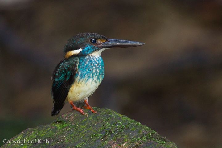 Blue-banded kingfisher A Wildbird Photographer39s Diary A Closer Encounter With the Blue