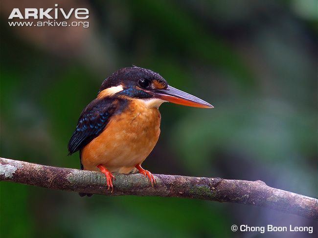 Blue-banded kingfisher Bluebanded kingfisher videos photos and facts Alcedo euryzona