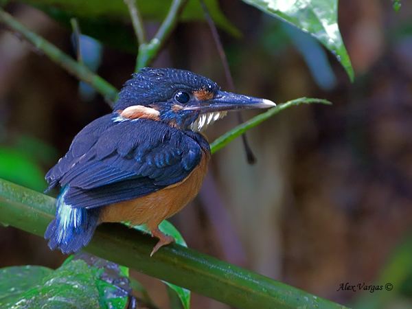 Blue-banded kingfisher Bluebanded Kingfisher Si Phangnga National Park Thailand by Alex