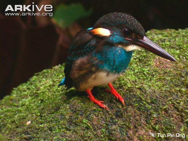 Blue-banded kingfisher Bluebanded kingfisher photo Alcedo euryzona G49395 ARKive