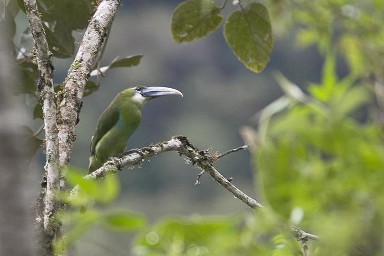 Blue-banded toucanet Gallery of Bluebanded Toucanet Aulacorhynchus coeruleicinctis