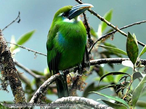 Blue-banded toucanet BlueBanded Toucanet Manu Explorers Peru Travel Blog