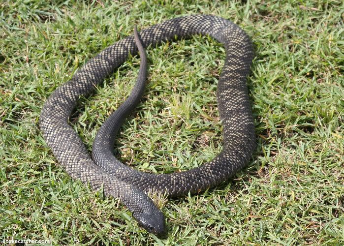 Blue-bellied black snake - Wikipedia