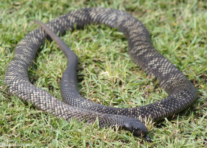 Blue-bellied black snake - Wikipedia