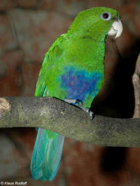 Blue-bellied parrot wwwbiolibczIMGGAL191404jpg