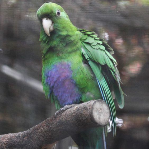 Blue-bellied parrot Purple Bellied Parrot AKA Bluebellied Parrot Purplebreasted
