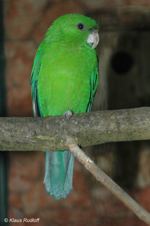 Blue-bellied parrot Image Triclaria malachitacea Bluebellied Parrot BioLibcz