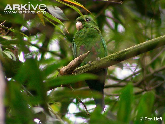 Blue-bellied parrot Bluebellied parrot videos photos and facts Triclaria