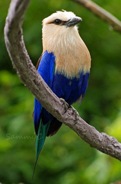Blue-bellied roller The Bluebellied Roller Coracias cyanogaster is a member of the