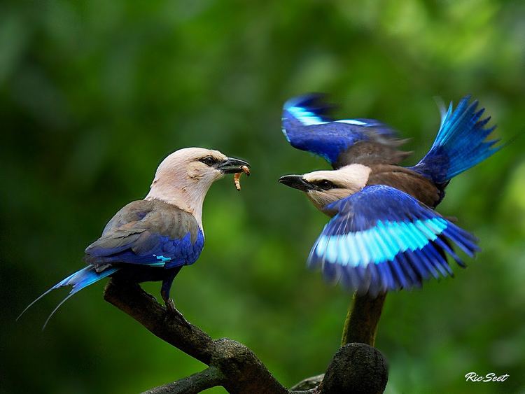 Blue-bellied roller Blue Bellied Roller Feeding See link for another shot ww Flickr