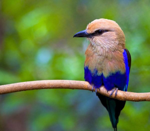Blue-bellied roller 1000 images about Rollers amp Minahs on Pinterest Madagascar