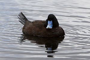 Blue-billed duck httpsuploadwikimediaorgwikipediacommonsthu