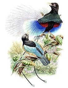Blue bird-of-paradise httpsuploadwikimediaorgwikipediacommonsthu