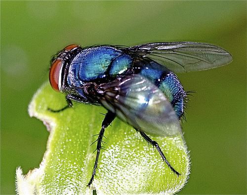 Blue bottle fly Bluebottle fly and the dead truth about their sources