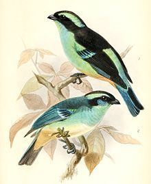 Blue-browed tanager httpsuploadwikimediaorgwikipediacommonsthu