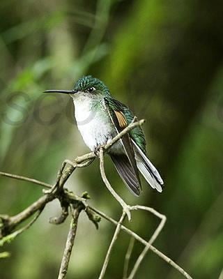 Blue-capped hummingbird BirdsEye Photography Review Photos