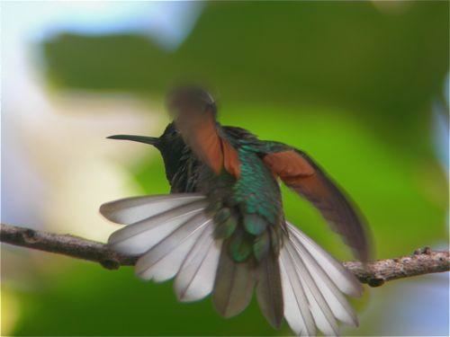 Blue-capped hummingbird Oaxaca Hummingbird Eupherusa cyanophrys videos photos and sound