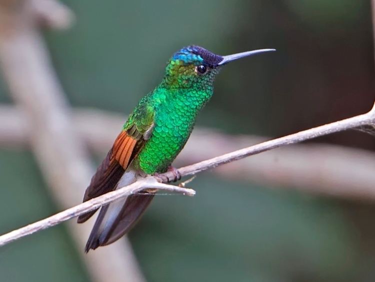 Blue-capped hummingbird Oaxaca Legendary Birds and Temples Tropical Birding