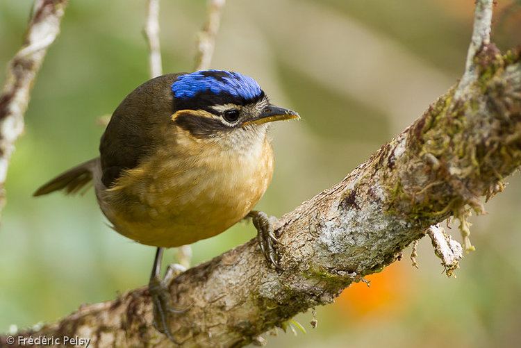 Blue-capped ifrit Bluecapped Ifrit Ifrita kowaldi female adult reffrpe172391