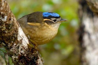 Blue-capped ifrit Papua New Guinea Birding Tour Report by BirdQuest