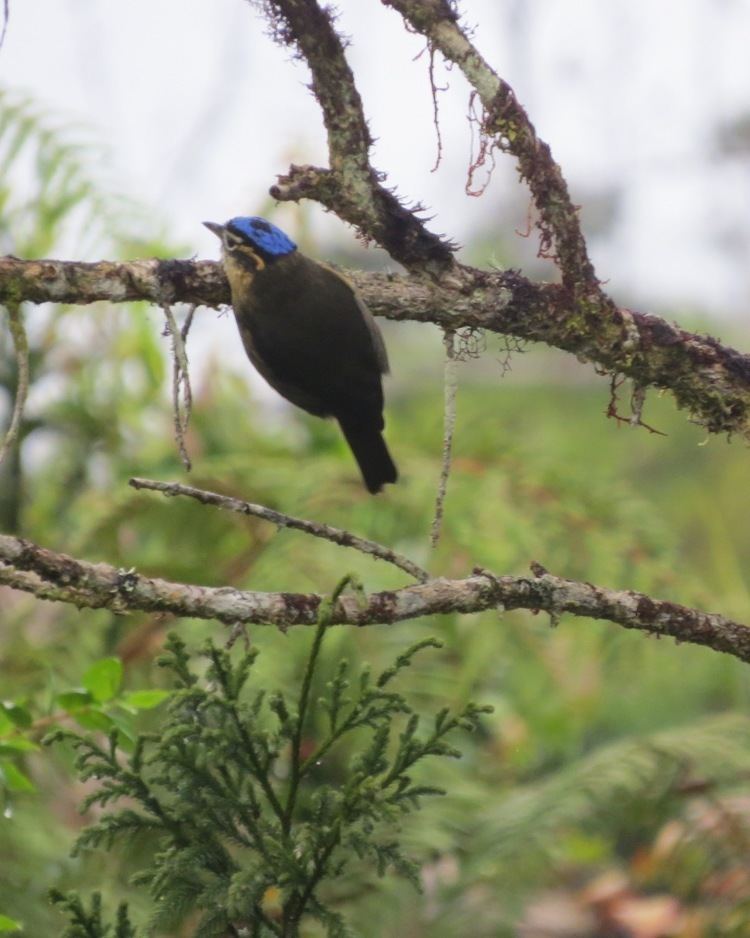 Blue-capped ifrit Bluecapped ifrit