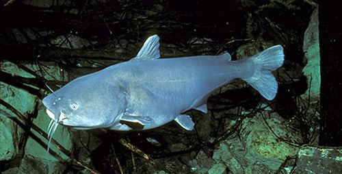 Blue catfish Ictalurus furcatus