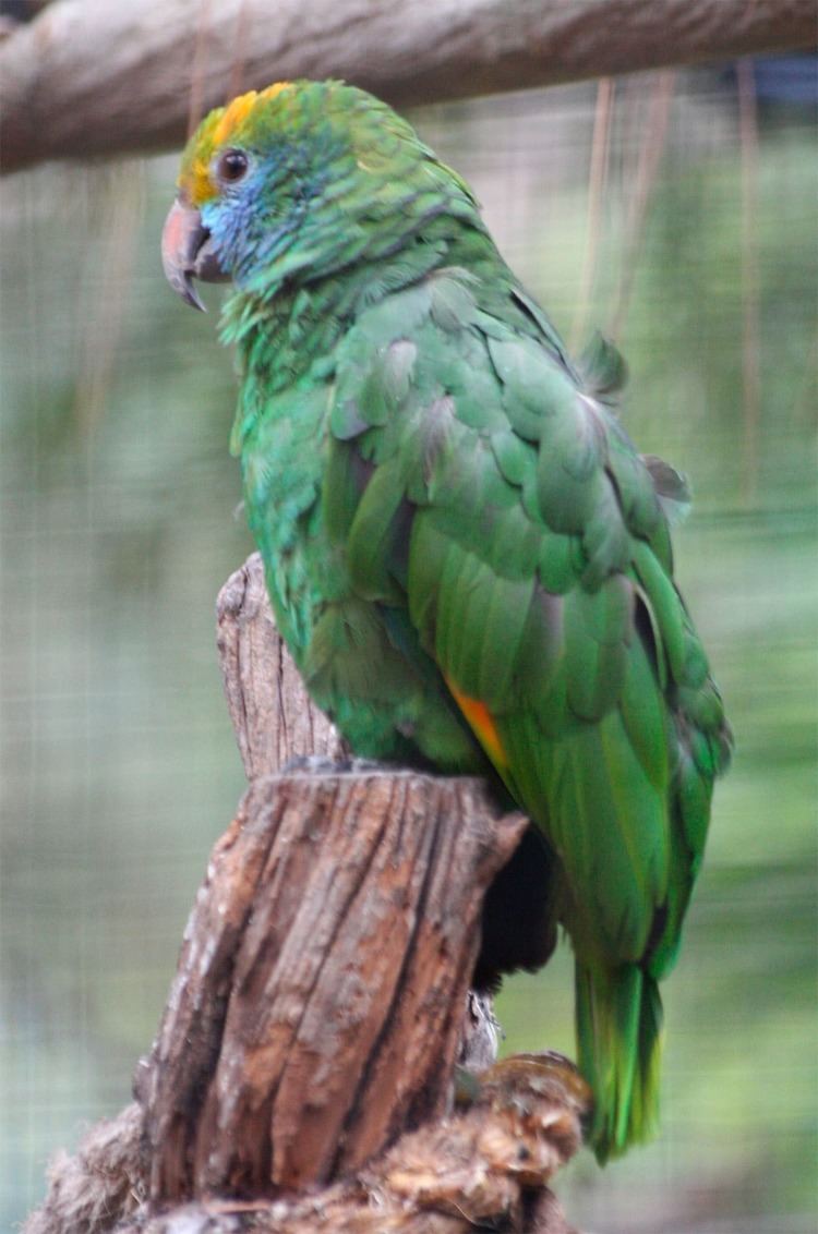 Blue-cheeked amazon Blue cheeked Parrot Amazona dufresniana Exotic birds Pets